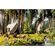 Stunning Landscape Wall Art